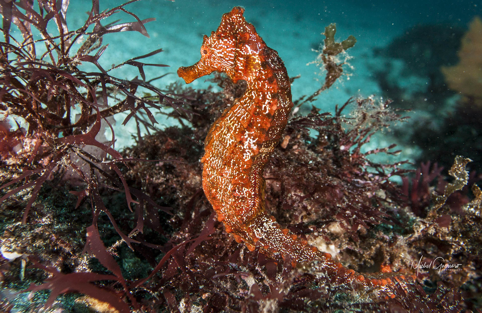 Tráfico de caballitos de mar: el cruel viaje desde las redes de arrastre hacia los mercados asiáticos