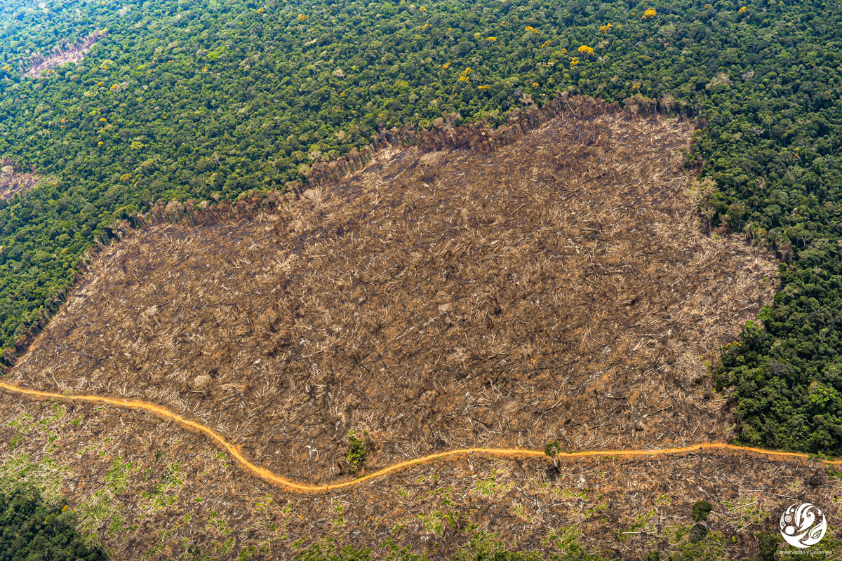 Crisis en el Guaviare colombiano: grupos armados y cultivos ilegales impulsan la crisis de deforestación