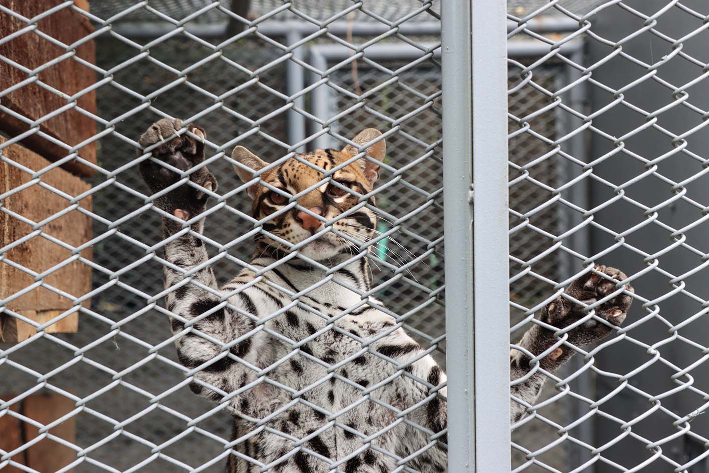 Así es la vida de Barto, un ocelote rescatado del tráfico de vida silvestre en Colombia
