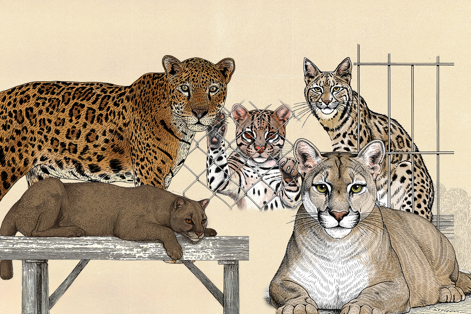 Sin salida: la irreversible realidad de los felinos que son rescatados del tráfico de animales