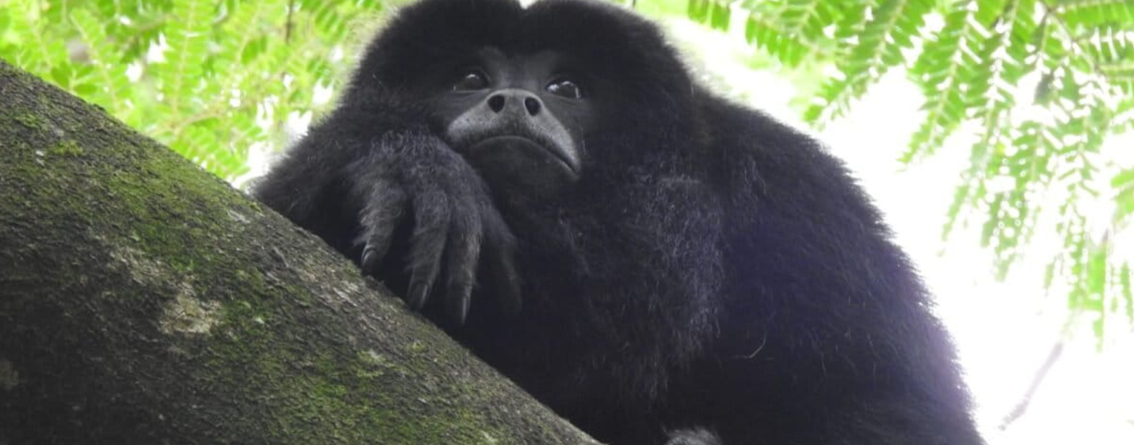 Día Internacional de los Primates: esfuerzos científicos que empoderan a comunidades en Sudamérica para conservar especies y sus ecosistemas