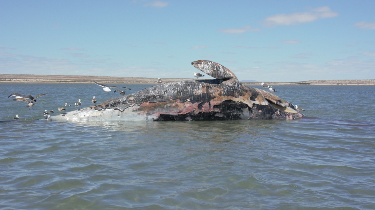 Crisis silenciosa en México: 92 ballenas grises muertas en Baja California Sur