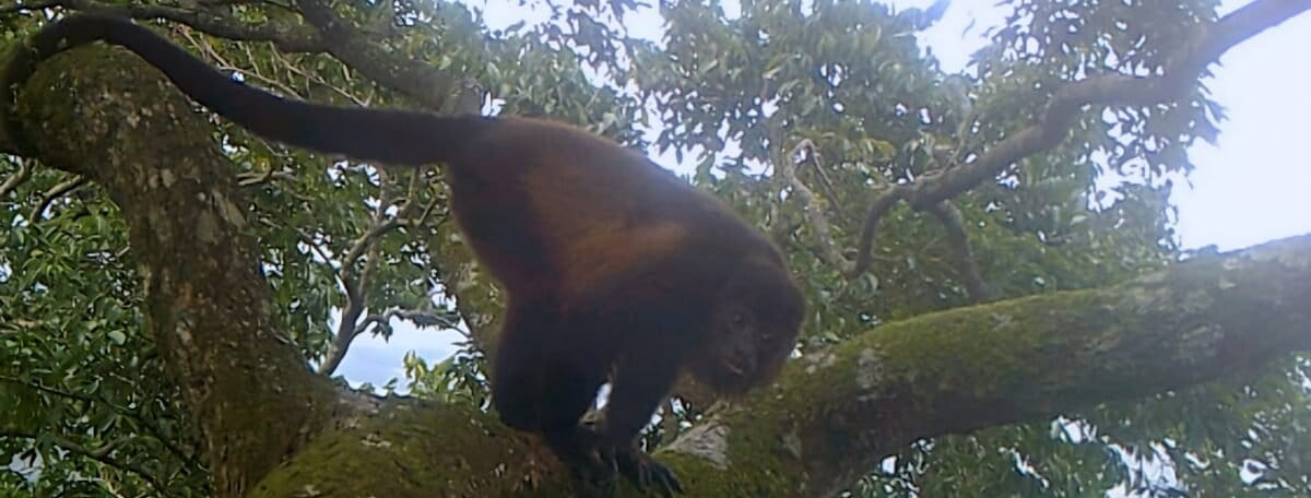 Un refugio en las alturas: cámaras trampa en copas de árboles revelan la presencia de mamíferos en una reserva amenazada de México