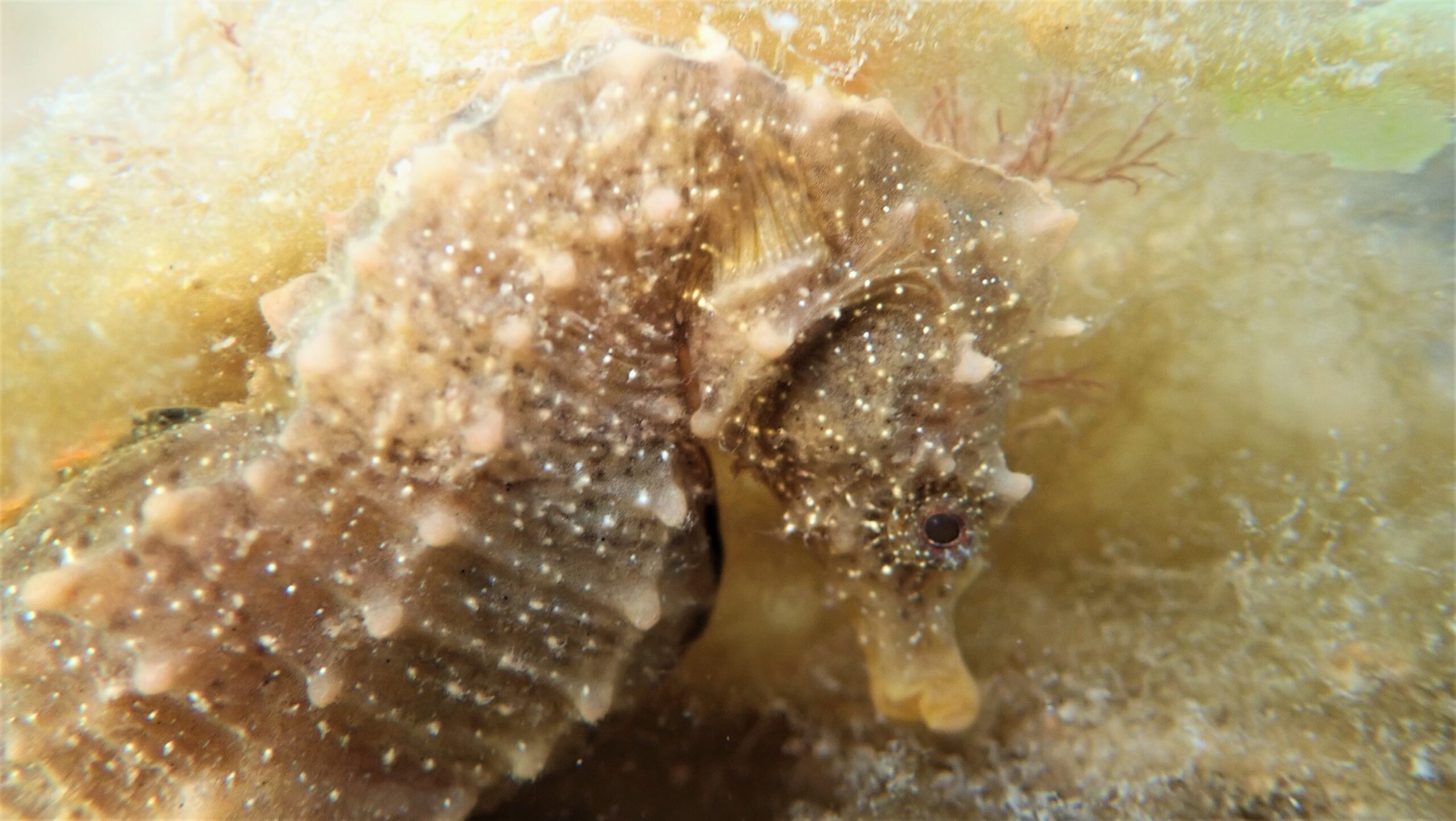 Científicos y buzos luchan por salvar al caballito de mar patagónico en Argentina descubierto hace apenas 20 años