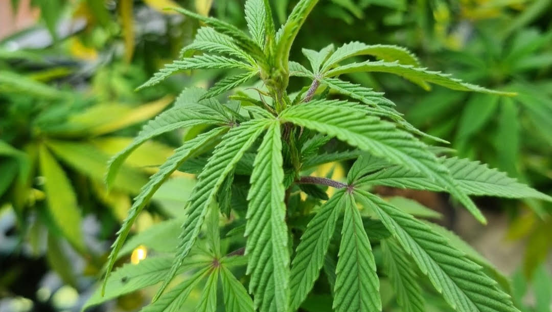 Bogotá huele a “bareta”