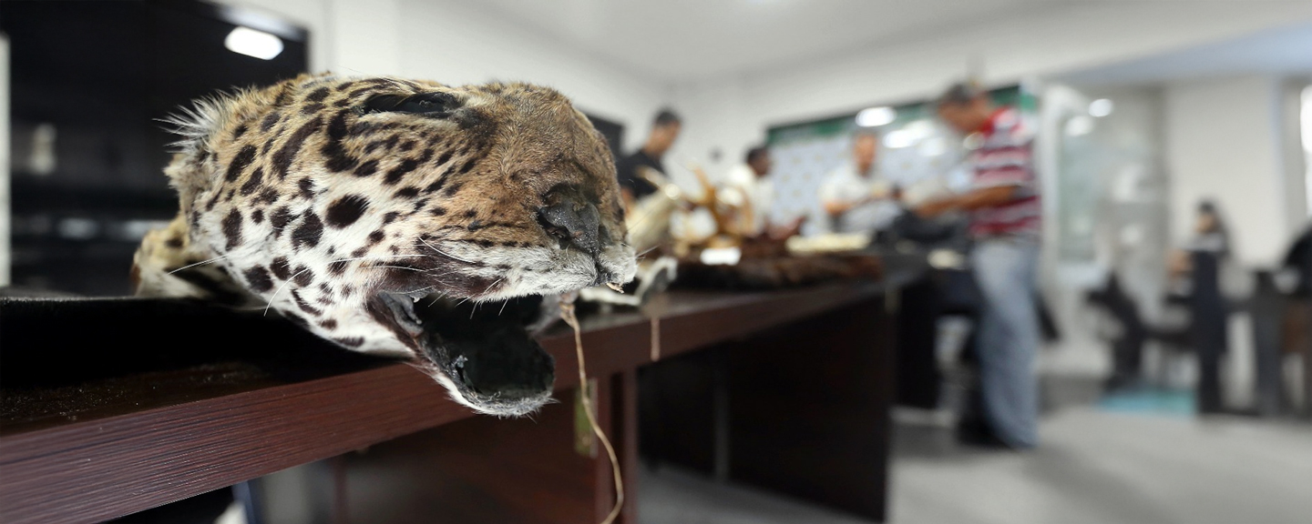 Bolivia: resurge la caza y el tráfico de jaguares