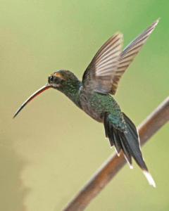 Ermitaño Bigotiblanco