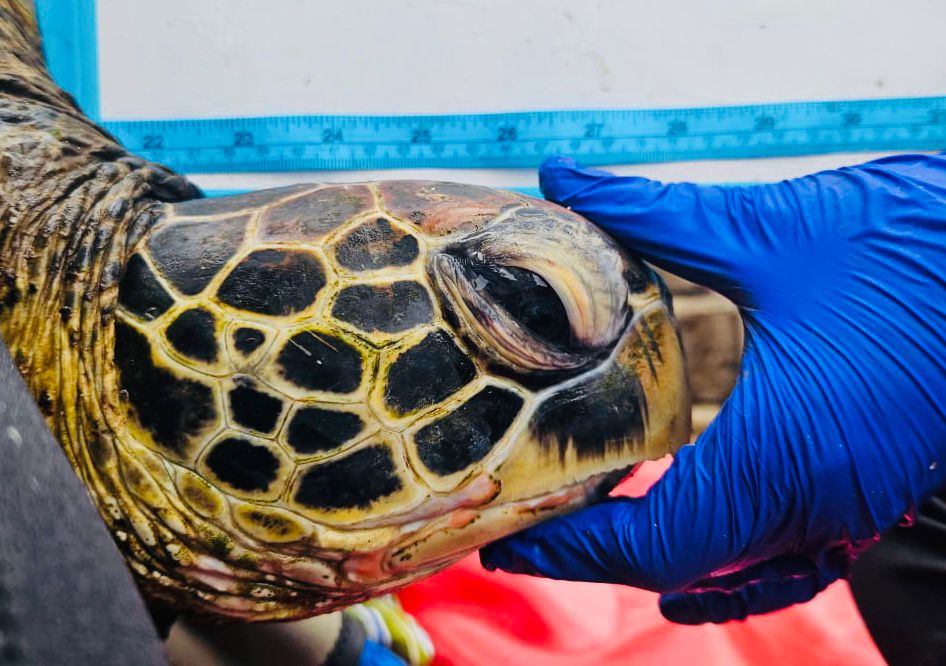 Chile: estudio científico alerta sobre niveles récord de mercurio en tortugas verdes que se alimentan en Rapa Nui