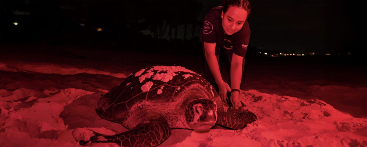 Rastreando el nacimiento de la tortuga verde: el aumento de la temperatura en el mar impacta en la anidación de la especie en las costas de México