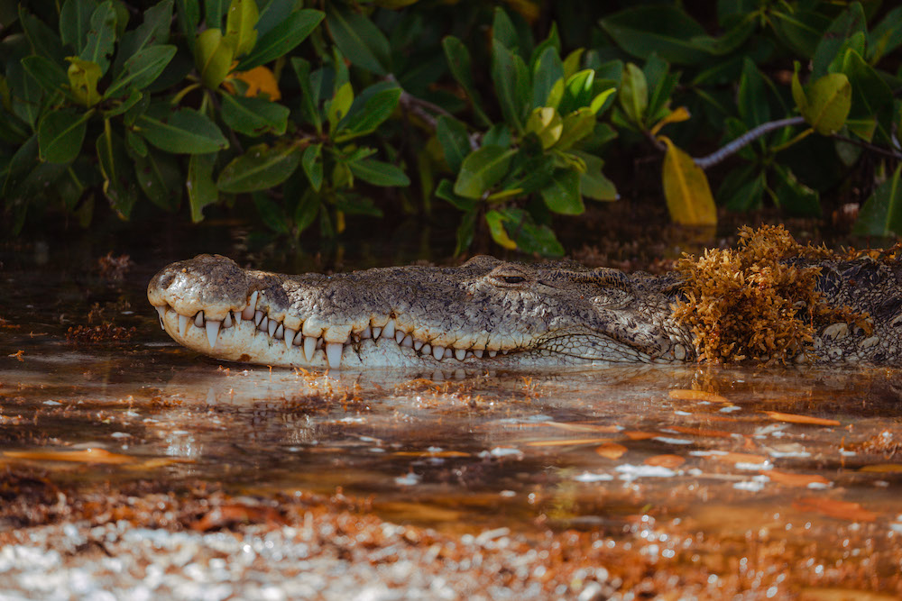 Descubrimiento en el Caribe mexicano: los cocodrilos se adaptaron a las islas y se transformaron en nuevas especies 