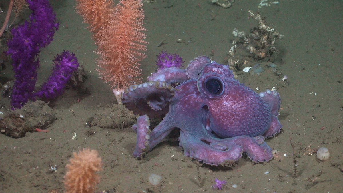 Viaje a las profundidades: la misión científica que descubrió el fondo marino en Uruguay