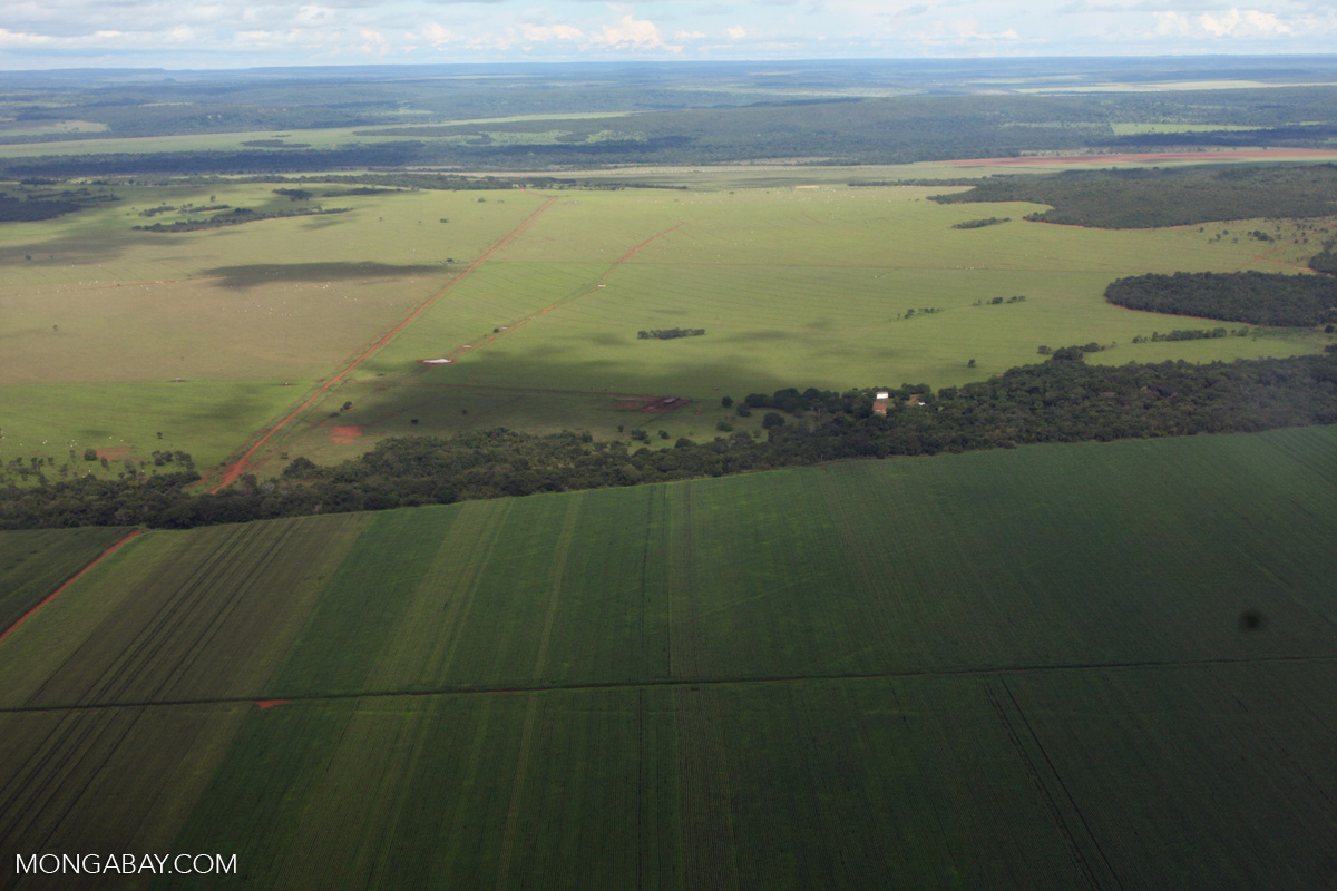 Los compromisos para reducir deforestación al 2030 aún están lejos de cumplirse | INFORME