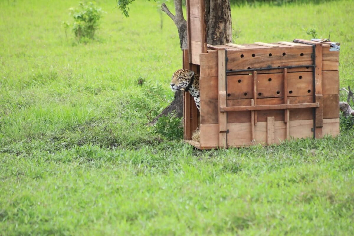 La reubicación de un jaguar genera polémica entre investigadores y autoridades ambientales en Colombia