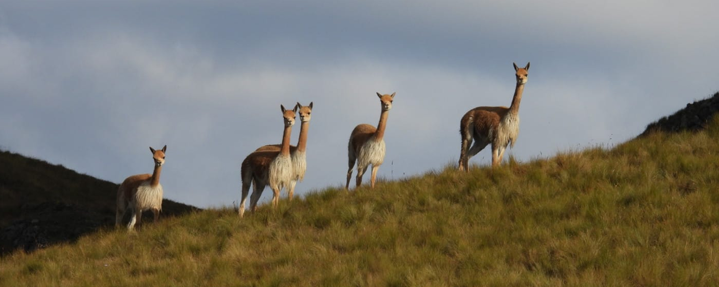 Las vicuñas y guanacos de Sudamérica enfrentan la amenaza de la sarna, alertan científicos