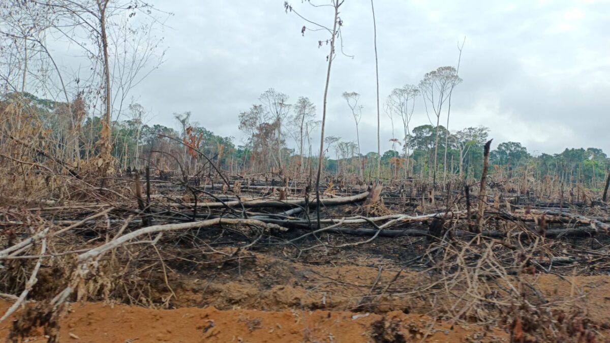 Balance ambiental de Colombia 2025: deforestación, agresiones a defensores y amenazas para territorios indígenas y áreas protegidas