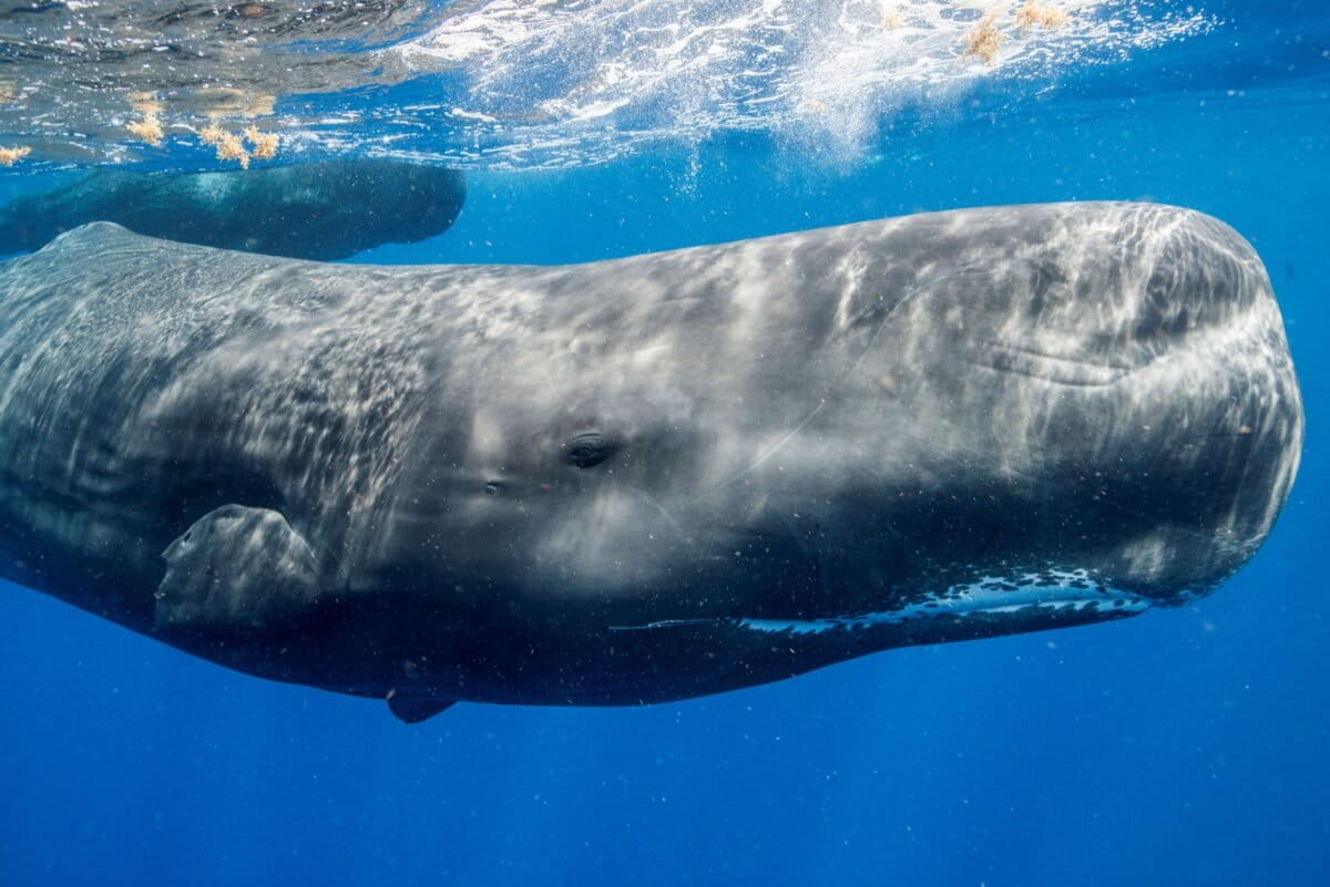 ¿Cómo podemos hablar con los animales? Dilemas éticos y un protocolo para estudiar la comunicación animal