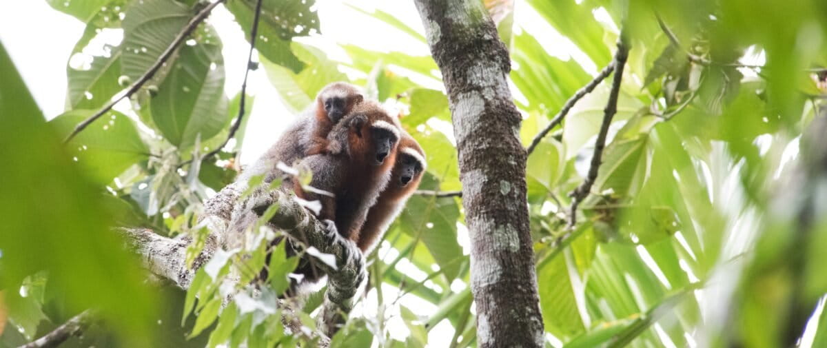 La ganadería y la palma africana amenazan al zocay, el mono de manos blancas símbolo del Meta