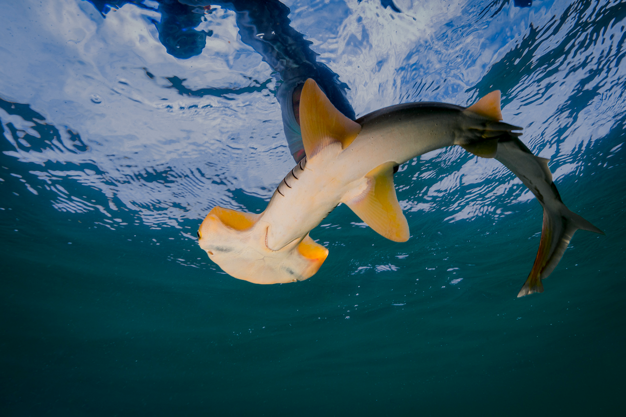 Colombia: las 10 historias ambientales que marcaron 2025