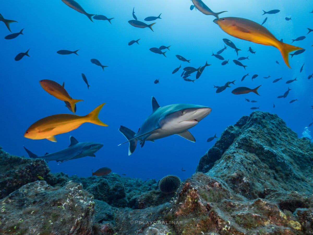 Los tiburones y una ventana al pasado: cómo era el Pacífico Este Tropical antes de la pesca indiscriminada | ESTUDIO