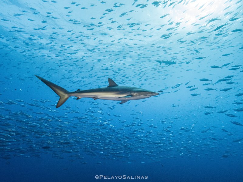 un tiburón sedoso junto a un cardumen de atún. Foto: cortesía Pelayo Salinas de León