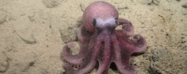 avistamiento in situ de la especie G. sellanesi durante la expedición del margen continental de Chile, a bordo de la embarcación Falkor (too). Foto: cortesía Javier Sellanes