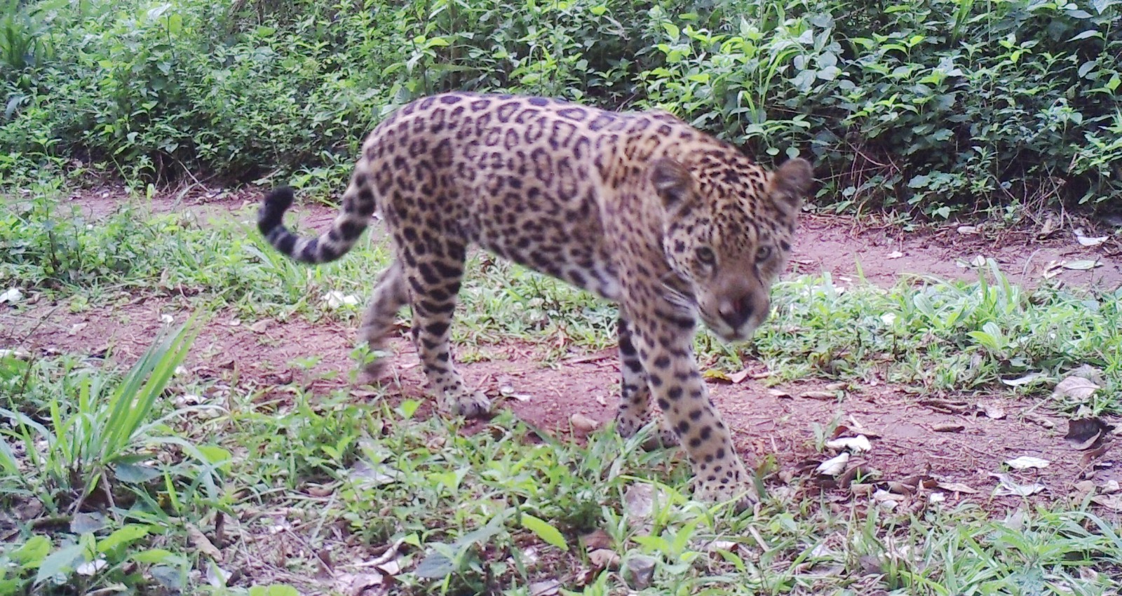 El misterio de Pará: la desaparición de dos jaguares cachorros en Argentina reabre el debate sobre la reubicación de felinos