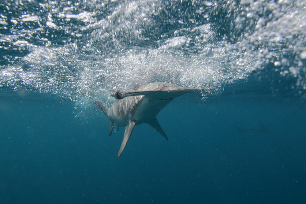 Fraude en los mercados: especies de tiburones amenazados se venden como corvina en Ecuador | ESTUDIO