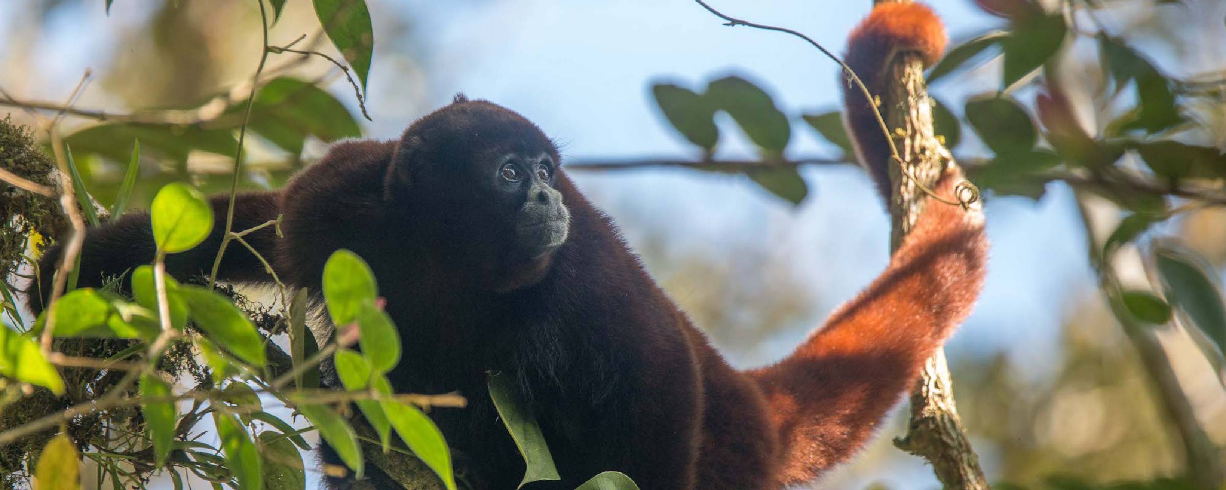 Perú: monitores comunitarios y un dron con cámara térmica le siguen el rastro al mono choro cola amarilla