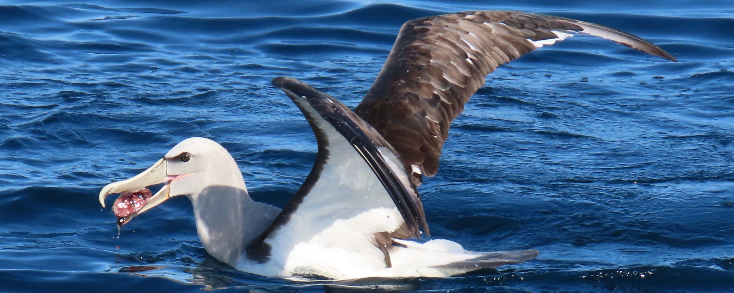 Perú: la pesca con palangre amenaza a los albatros, pero científicos buscan soluciones