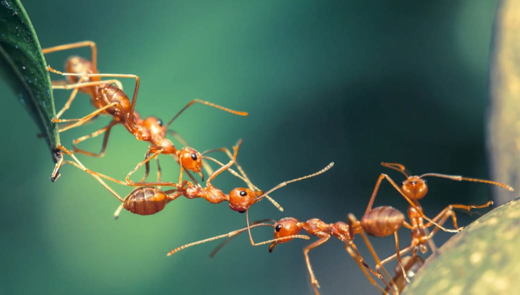 El cosmos, la hormiga y los espacios sociotécnicos.