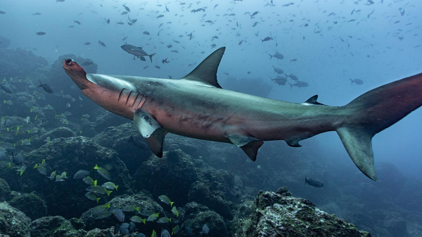 Tiburones martillo, jaguares y bagres tendrán mayor protección tras acuerdos en la COP15 de Especies Migratorias