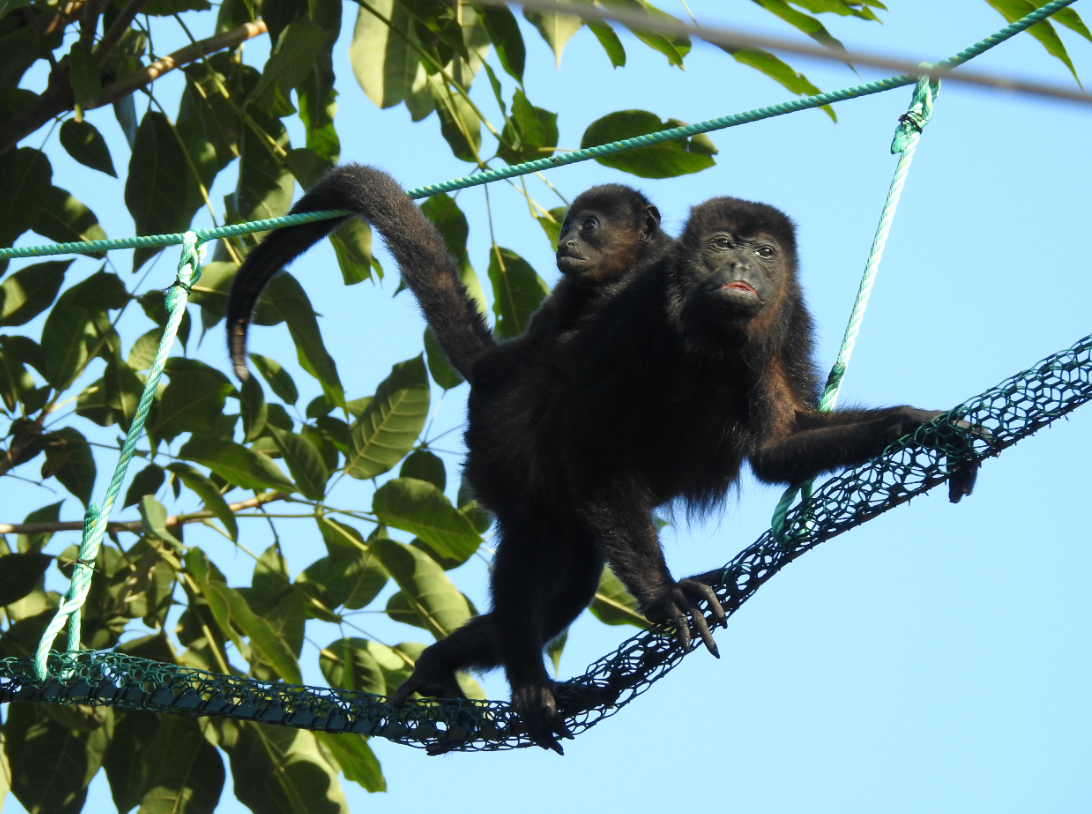 Pasos de fauna aéreos: la alternativa para evitar que los monos mueran electrocutados en Costa Rica