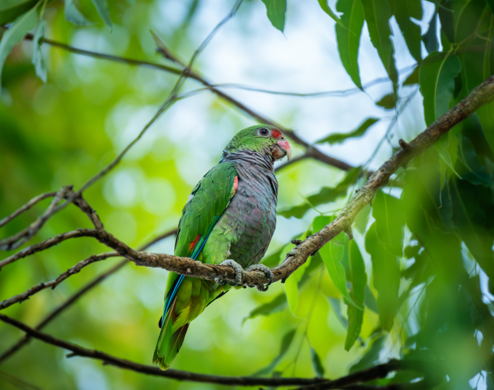 El loro pecho vinoso iba camino a la extinción, pero un pueblo de la selva misionera argentina lo está salvando