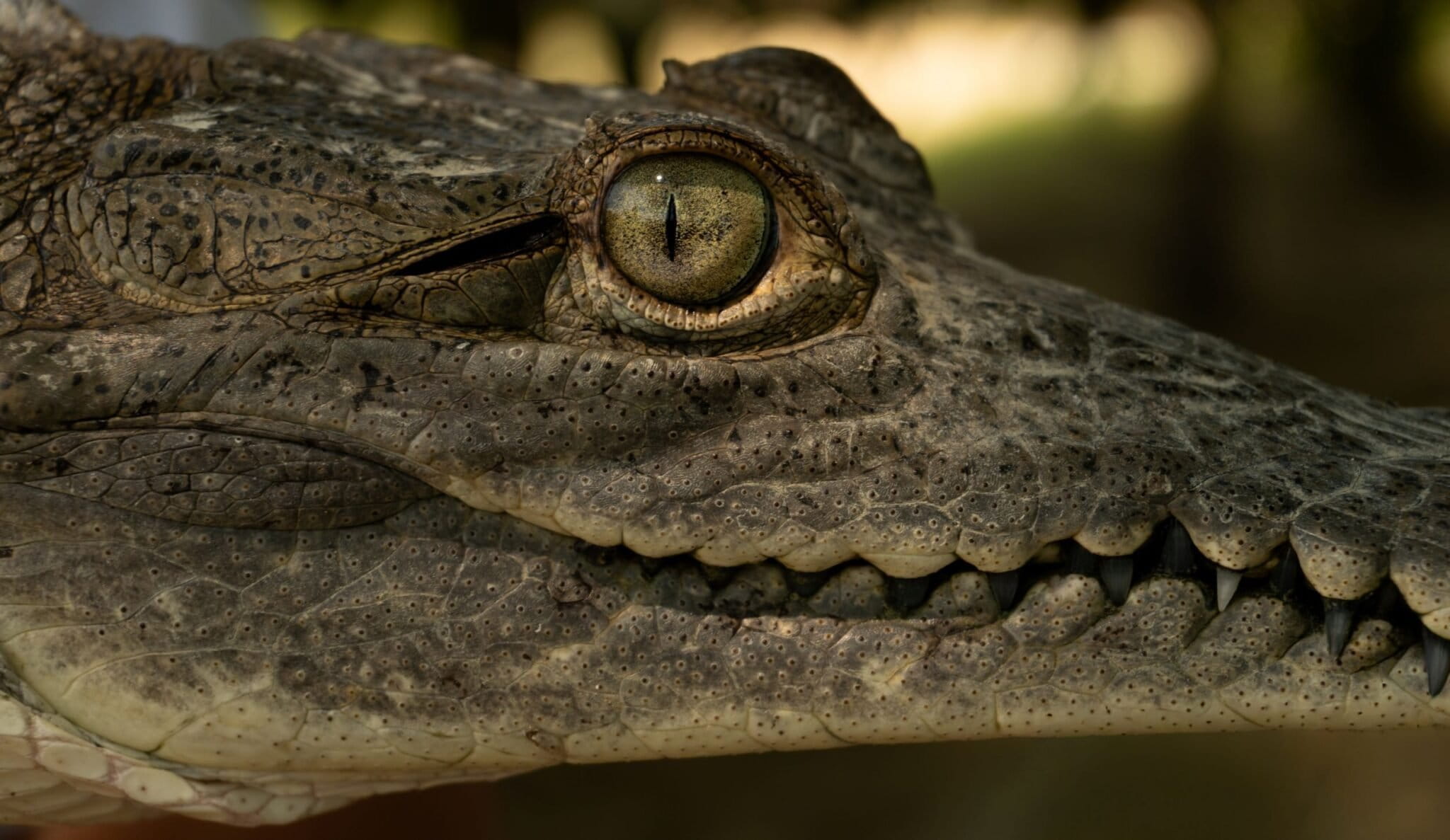 Cocodrilos de Tumbes en peligro crítico de extinción encuentran una esperanza en la costa norte de Perú