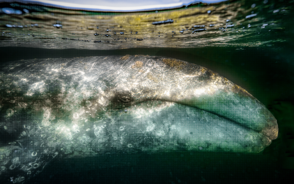 “Pensar en los mares de México es pensar en las generaciones futuras y no en la monetización de nuestros recursos irreemplazables” | ENTREVISTA