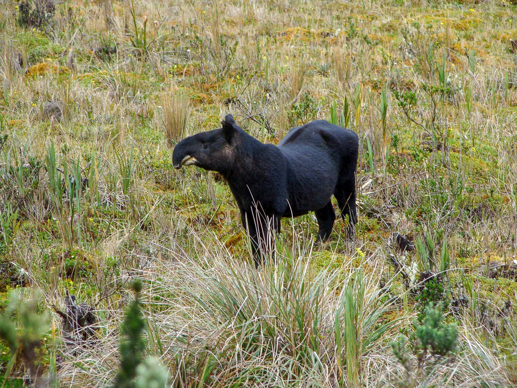 Día del Tapir: los esfuerzos para proteger a los guardianes elusivos de los bosques en tres países latinoamericanos