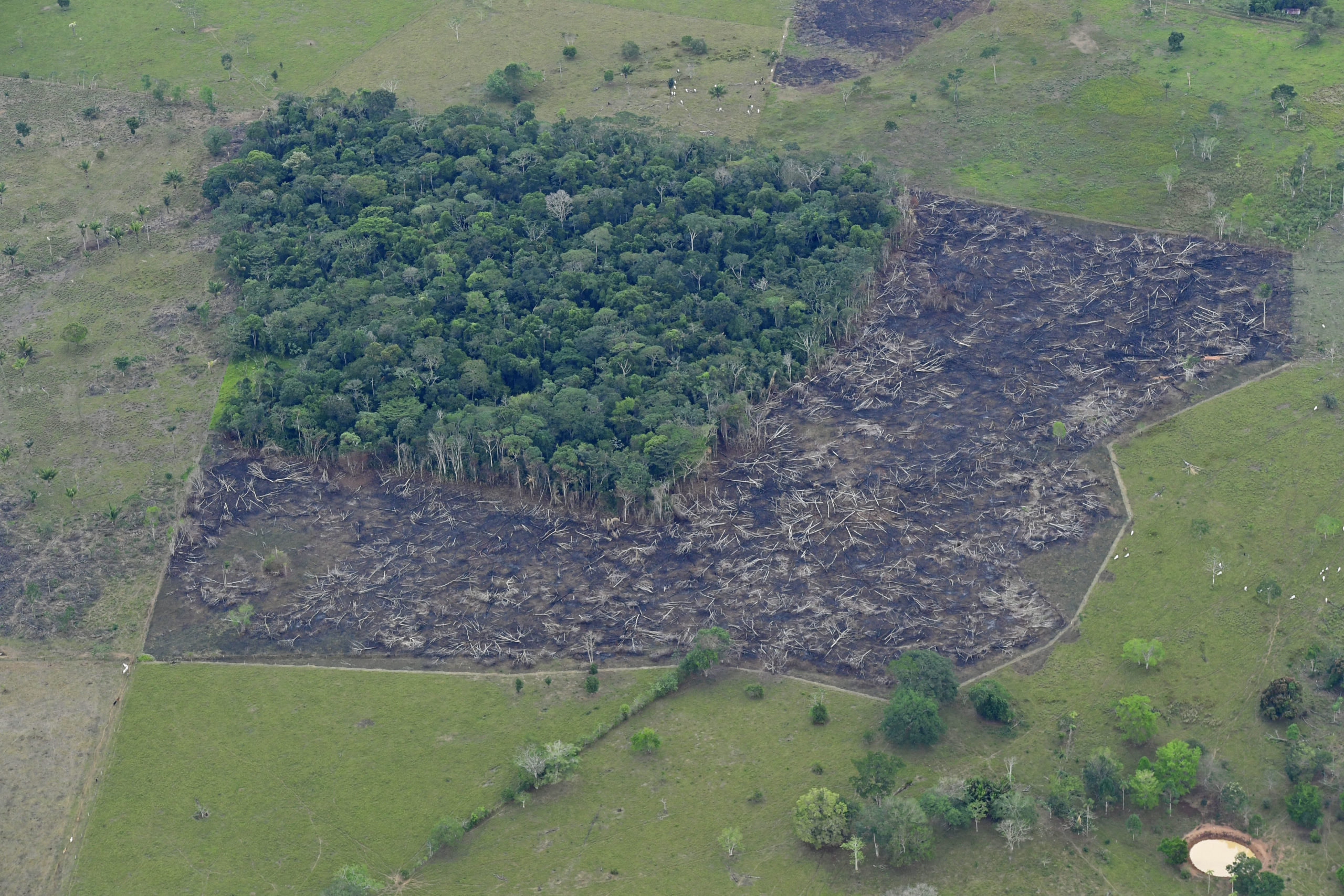 En 2025 se frenó la pérdida de bosque tropical global, pero Brasil, Bolivia, Perú y Colombia concentran los puntos más críticos de Latinoamérica
