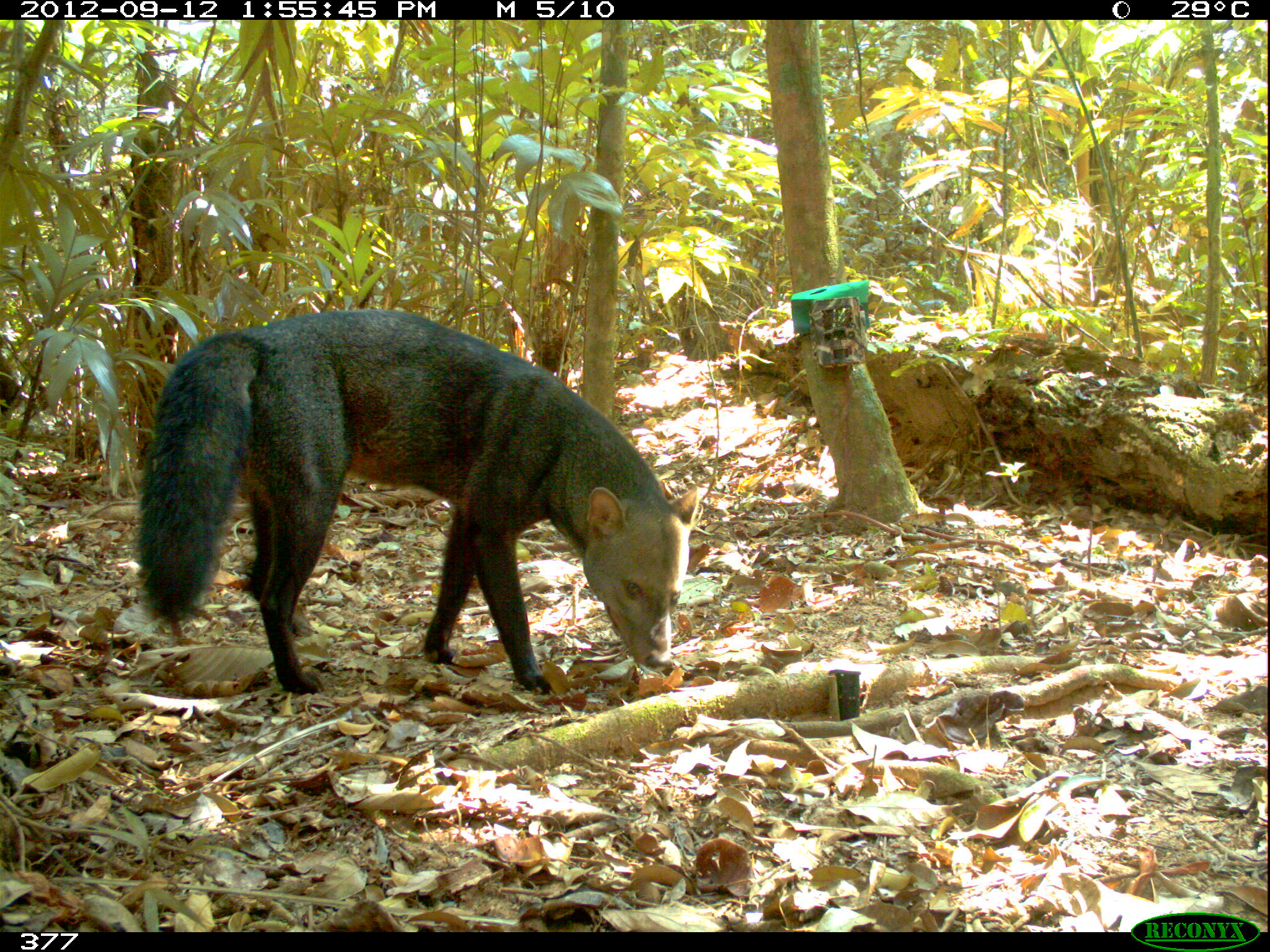Bolivia: reúnen por primera vez más de 4000 fotos del perro fantasma, el cánido más huidizo de la Amazonía | ESTUDIO