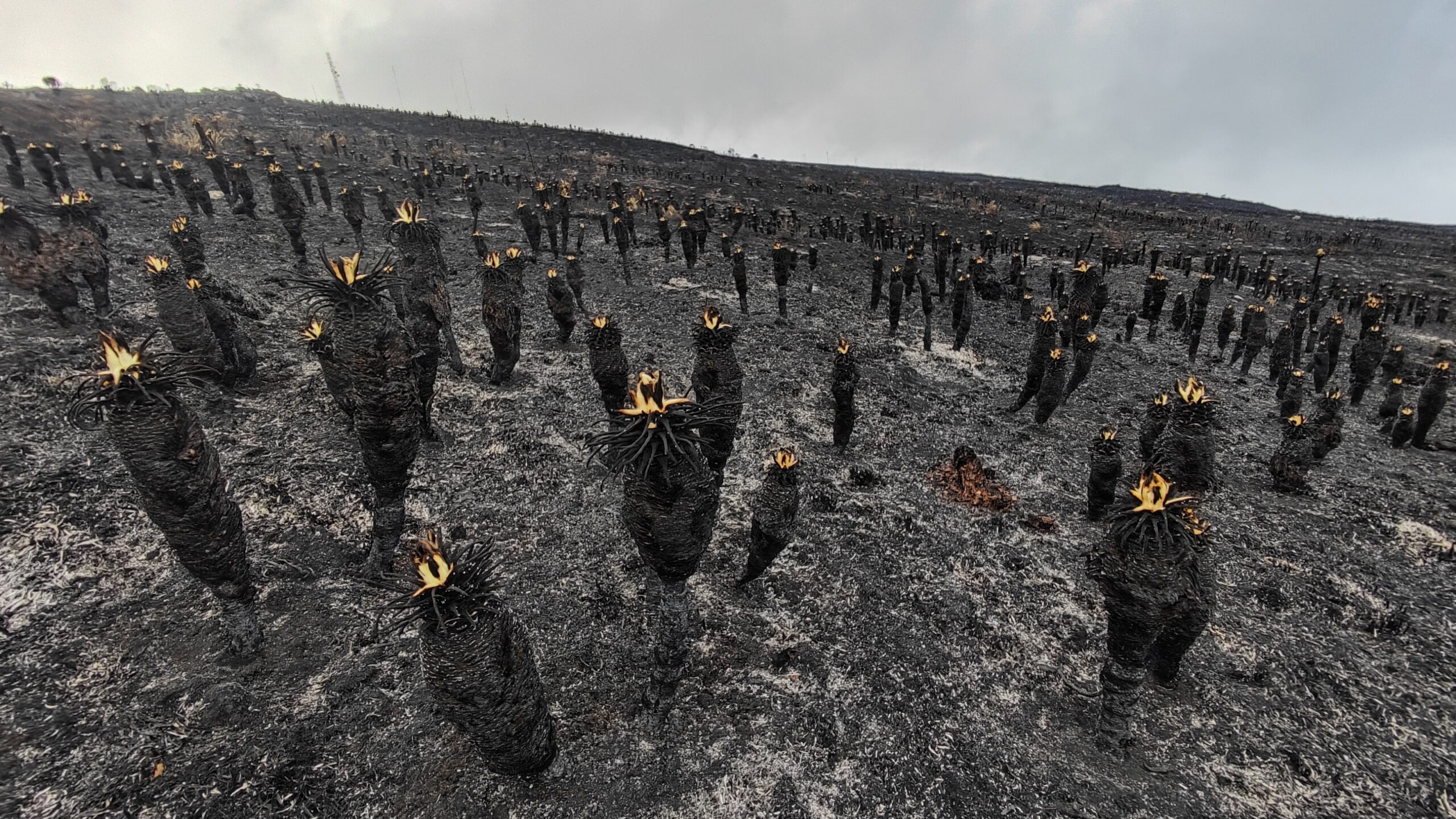 Con drones e inteligencia artificial monitorean la huella de un enorme incendio en los frailejones del Páramo de Berlín, Colombia
