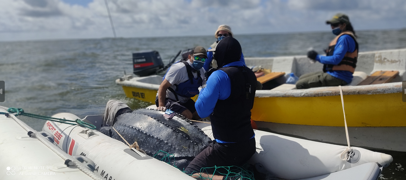 Día Mundial de las Tortugas Marinas: tres historias dan esperanza en América Latina 