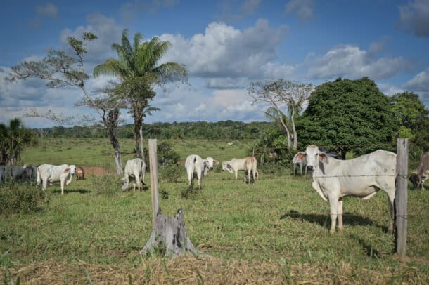 Colombia: campesinos que erradicaron coca voluntariamente, se pasaron a la ganadería en Meta y Guaviare ante incumplimiento de los gobiernos