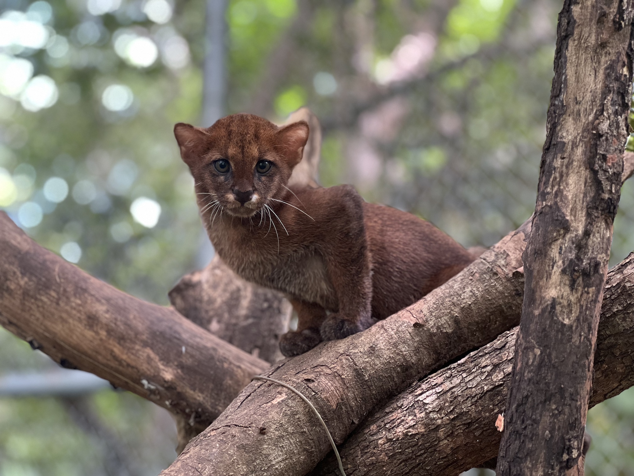 No hace falta una bala: enfermedades de animales domésticos amenazan a los felinos silvestres de Latinoamérica