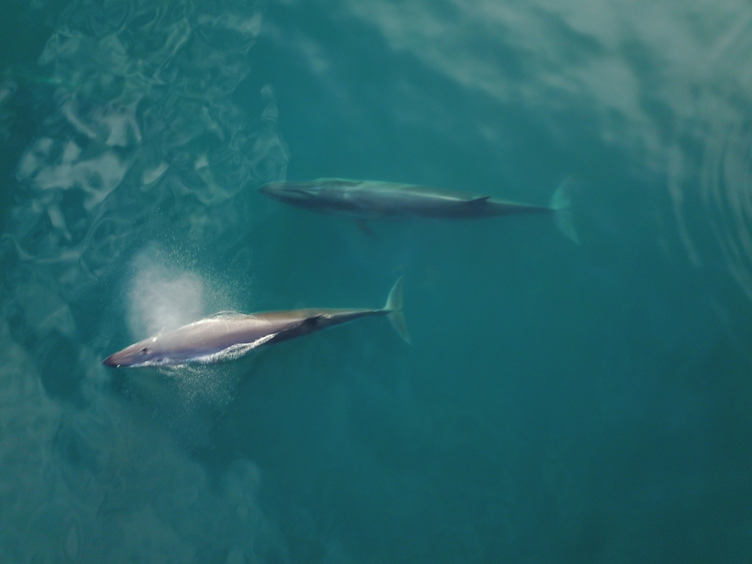 Ballenas sei en Argentina: el tercer animal más grande regresó a la Patagonia y las rastrean satelitalmente para protegerlas