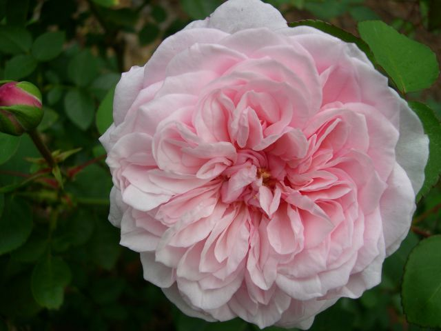 rosas olorosas