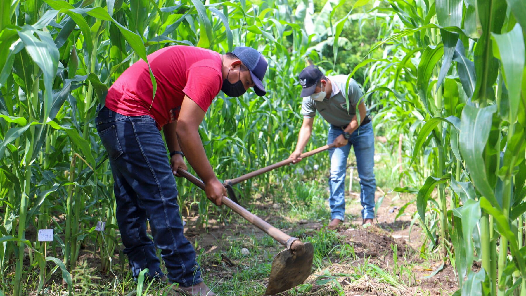 Cumbre mundial clave sobre desertificación: Latinoamérica llega a la COP17 entre sequías, El Niño y presión por producir alimentos