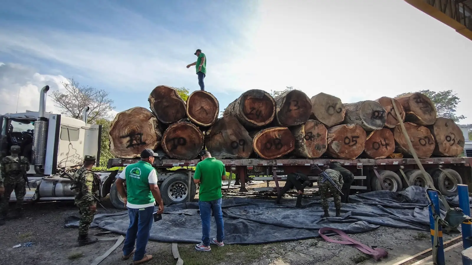 Salvoconductos para lavar madera: los documentos que legalizan la extracción de árboles fantasma en la Amazonía de Colombia
