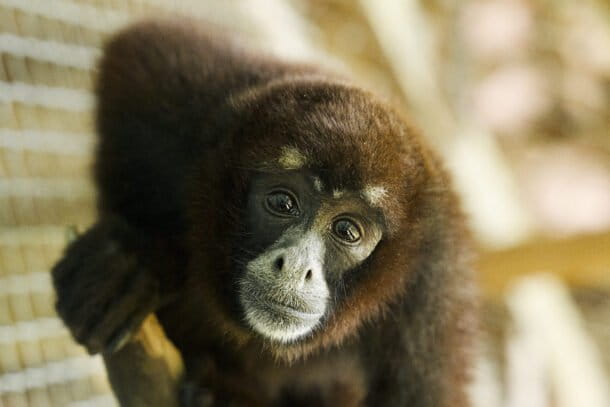 Día Internacional de los Primates: tres proyectos para salvarlos del tráfico y la pérdida de hábitat